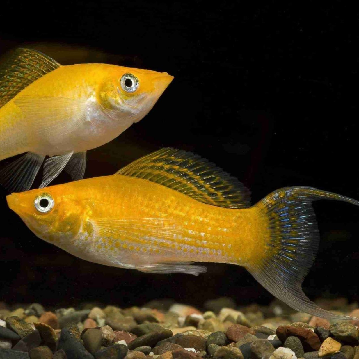 Poecilia sph. Molly golddust lierstaart